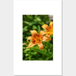 Orange lily Posters and Art